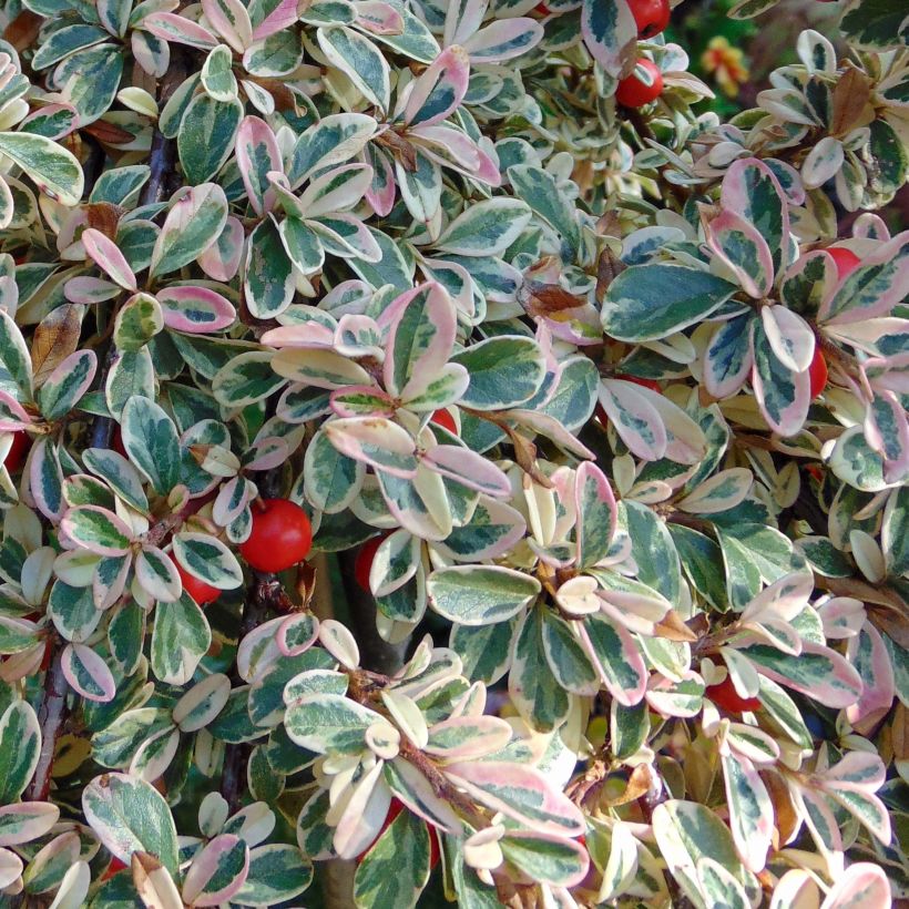 Cotoneaster suecicus Juliette (Foliage)