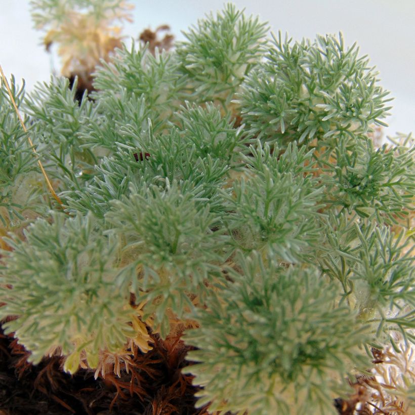 Cotula hispida - Leptinella (Foliage)