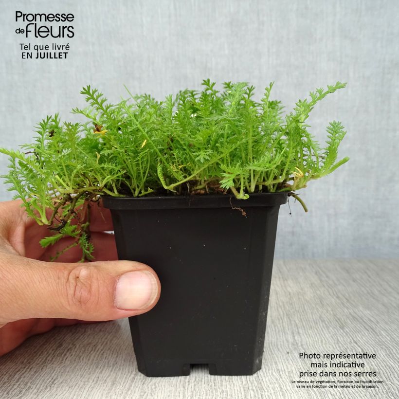 Bracteate Cotula - Leptinella squalida 8/9 cm pot sample as delivered in summer
