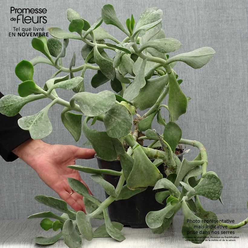 Cotyledon orbiculata Grey - Succulent 3L/4L pot sample as delivered in autumn