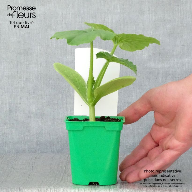 Squash Betty Blue F1 - Cucurbita maxima 10cm/11cm pot sample as delivered in spring