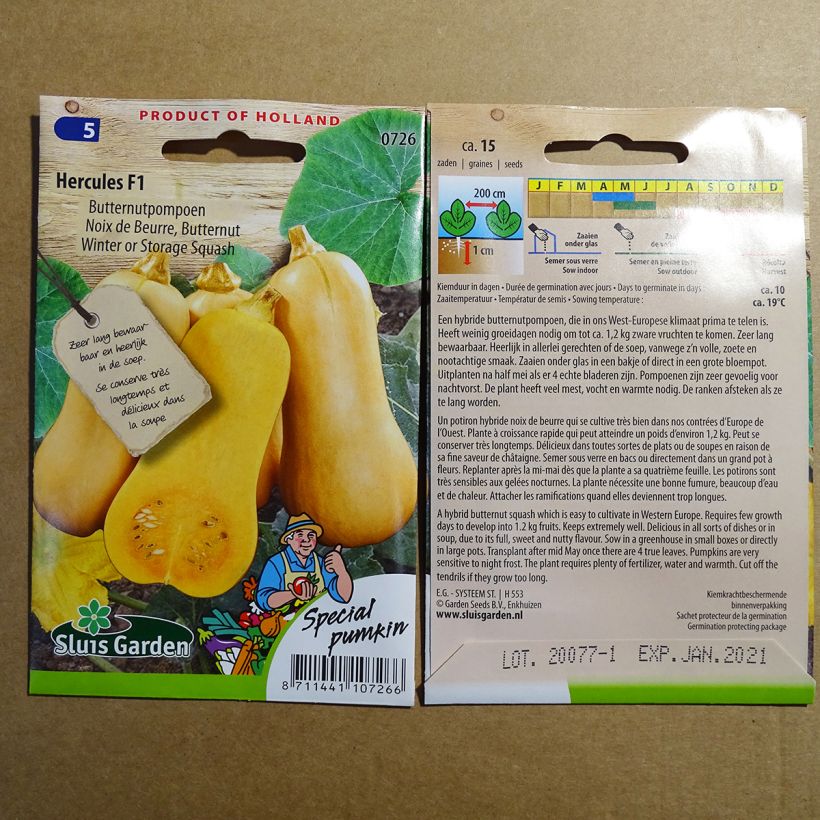 Example of Cucurbita moschata Hercules F1 seeds - Butternut squash per pack of 15 seeds (5g) specimen as delivered