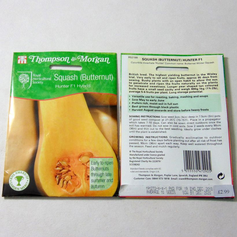 Example of Squash Butternut Hunter F1 - Cucurbita moschata per pack of 12 seeds specimen as delivered