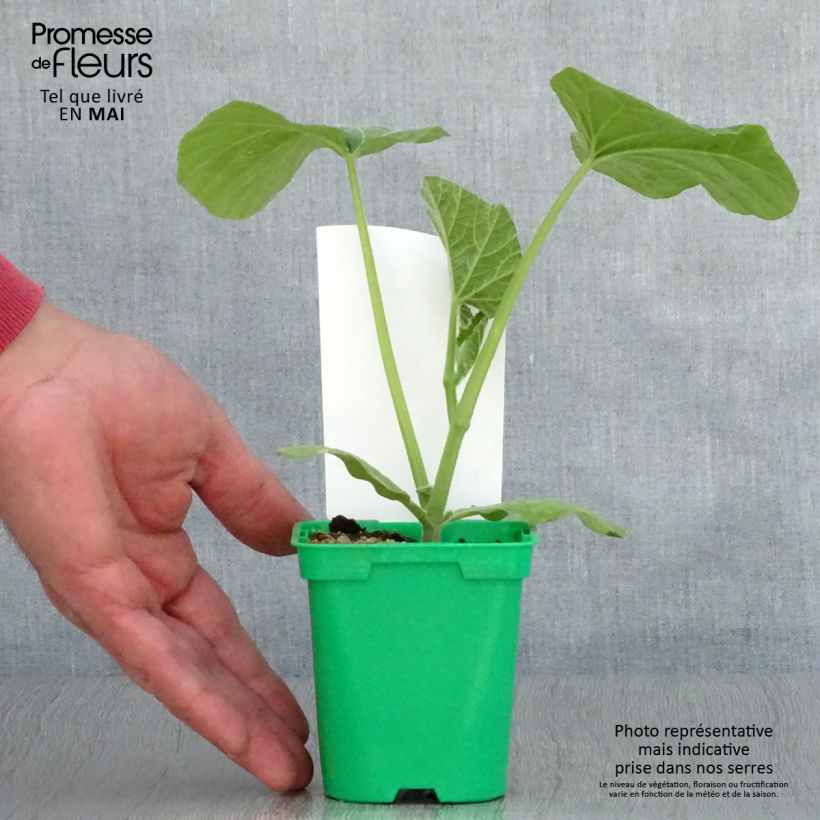 Squash Sibelle F1 plants - Cucurbita moschata 10cm/11cm pot sample as delivered in spring