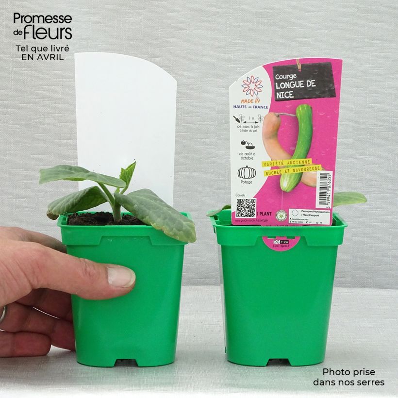 Cucurbita pepo Longue de Nice 10cm/11cm pot sample as delivered in spring