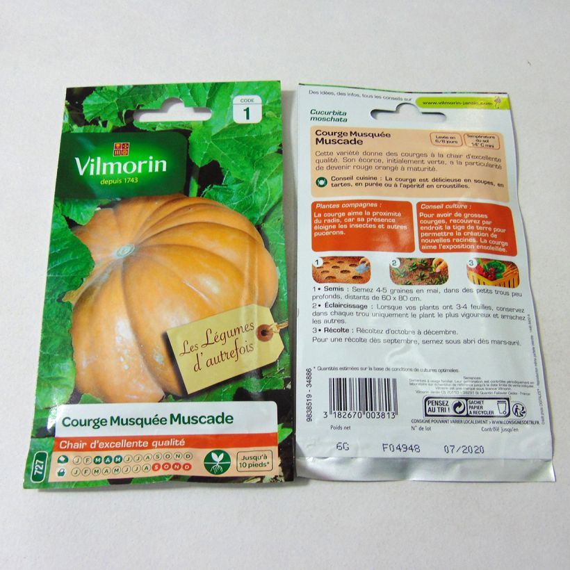 Example of Winter Squash Muscade - Vilmorin Seeds per pack of 35 seeds (6g) specimen as delivered
