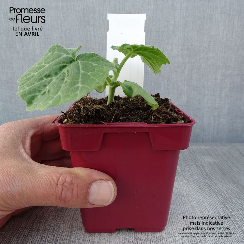 Squash Musquée d'hiver de Provence - Cucurbita moschata 10cm/11cm pot sample as delivered in spring