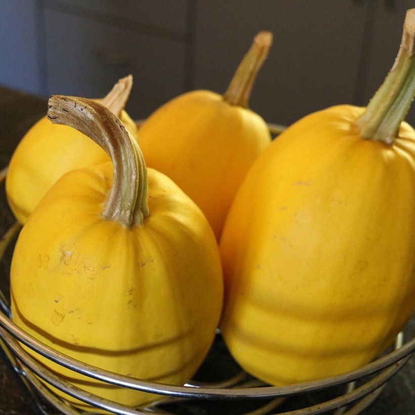 Spaghetti Squash plants - Cucurbita pepo (Harvest)