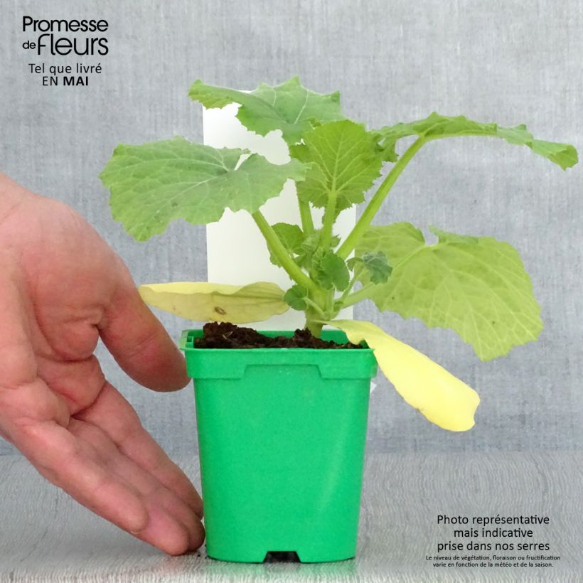 Spaghetti Squash plants - Cucurbita pepo 10cm/11cm pot sample as delivered in spring