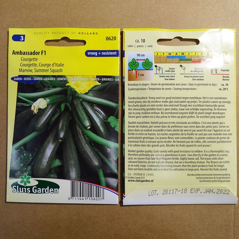 Example of Courgette Ambassador F1 per pack of 10 seeds specimen as delivered