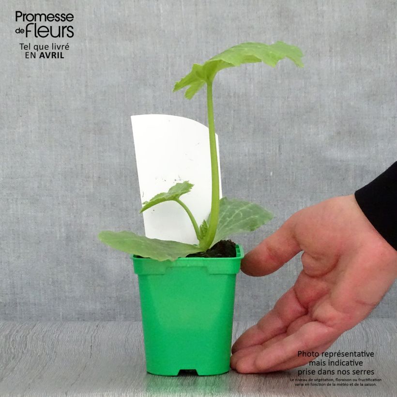 Zucchini Astia F1 - Cucurbita pepo 10cm/11cm pot sample as delivered in spring