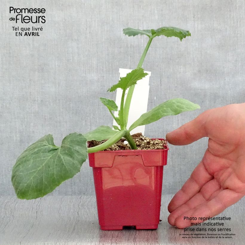 Zucchini Diamant F1 plants - Cucurbita pepo sample as delivered in spring