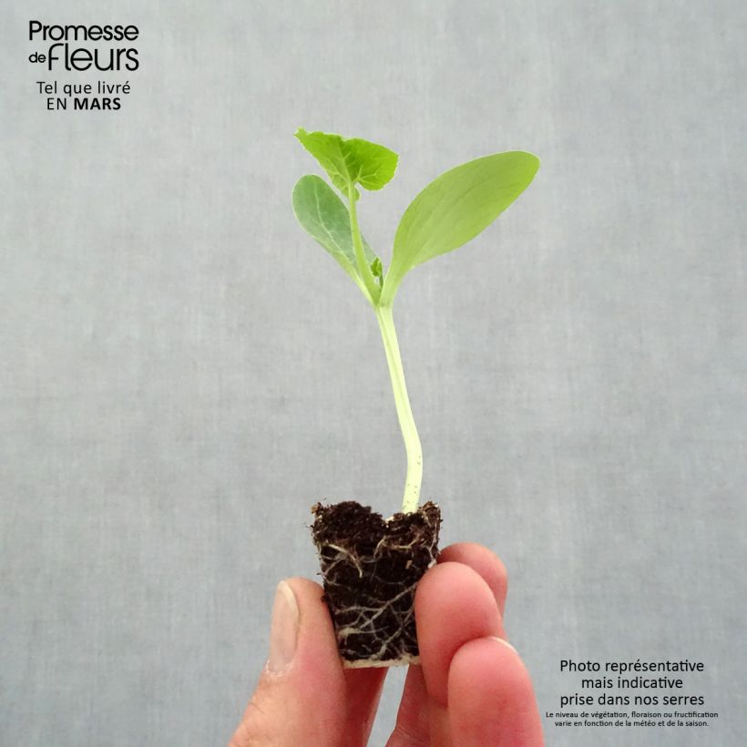 Zucchini Easy Pick Green F1 - Cucurbita pepo Plug plant 3/4cm sample as delivered in spring
