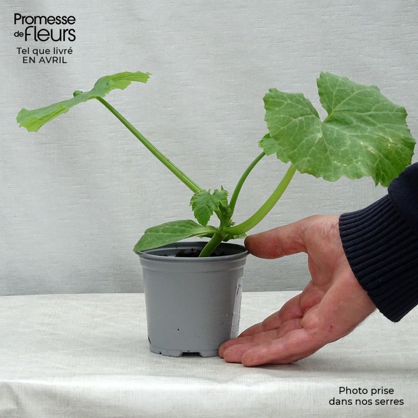 Zucchini Easy Pick Green F1 plants - Cucurbita pepo sample as delivered in spring