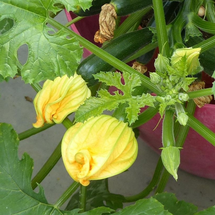 Zucchini Easy Pick Green F1 plants - Cucurbita pepo (Flowering)