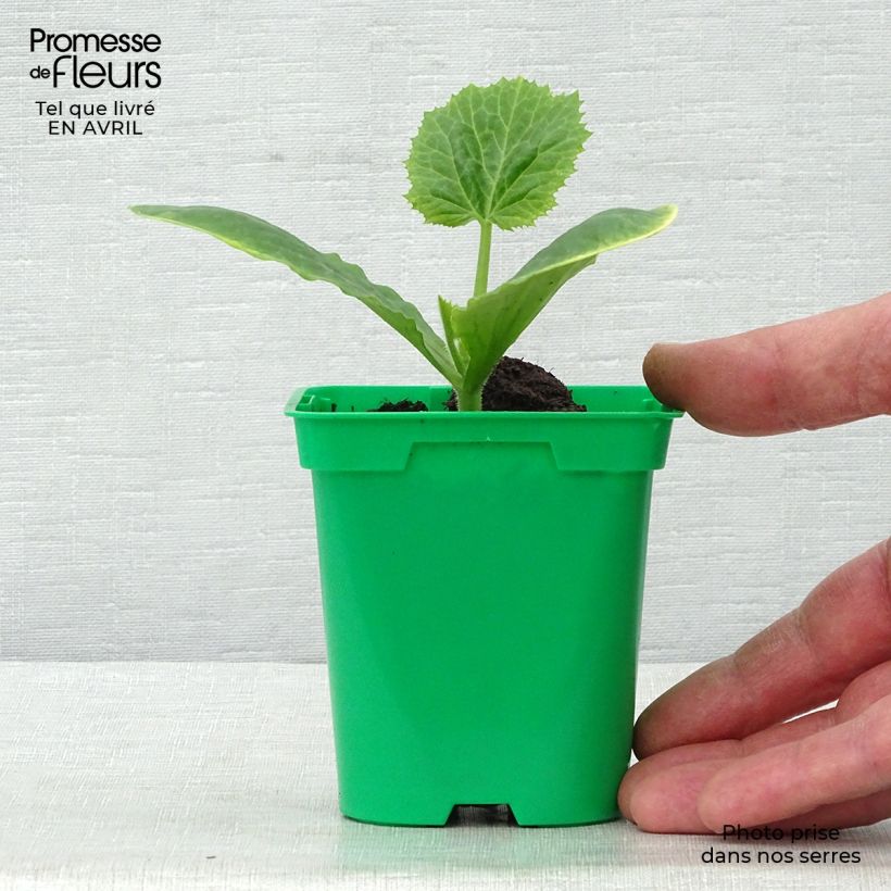 Zucchini Floridor F1 - Cucurbita pepo 10cm/11cm pot sample as delivered in spring