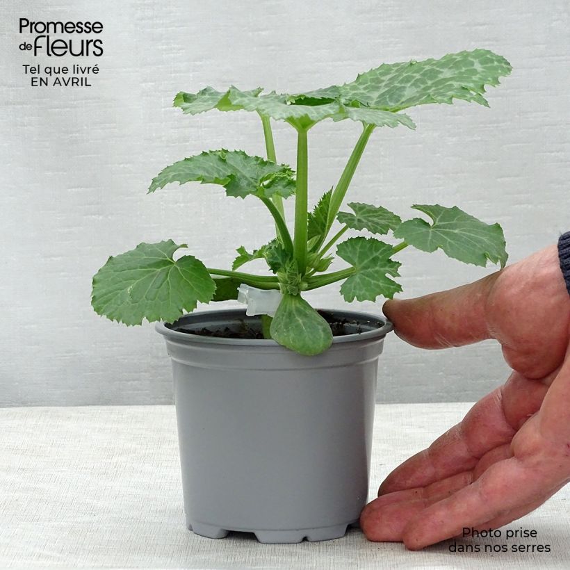 Grafted Zucchini Kimber F1 plants - Cucurbita pepo 8/9 cm pot sample as delivered in spring