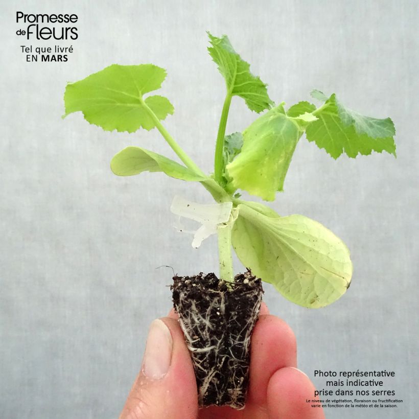 Grafted Zucchini Kimber F1 plants - Cucurbita pepo Plug plant 3/4cm sample as delivered in spring