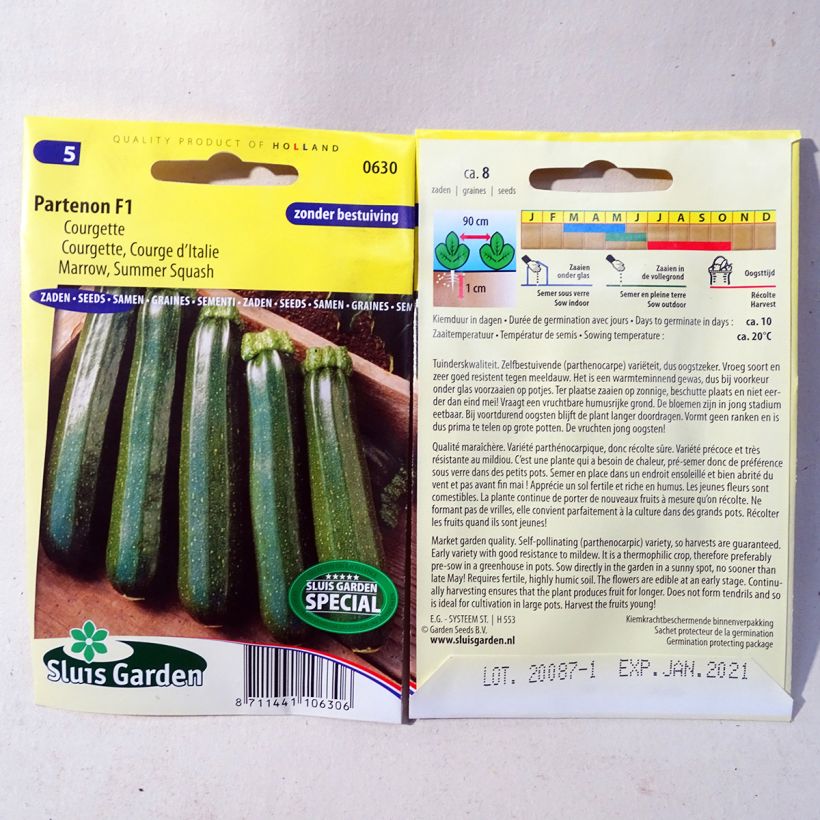 Example of Courgette Parthenon F1 per pack of 8 seeds specimen as delivered