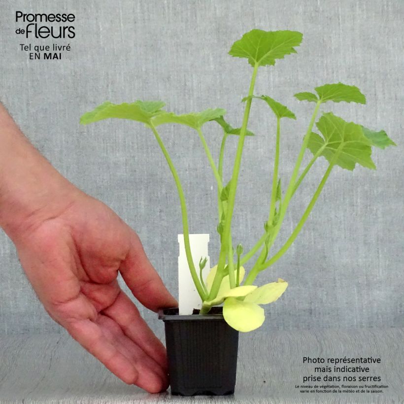 Zucchini Tarmino F1 plants - Cucurbita pepo 7/8 cm pot sample as delivered in spring