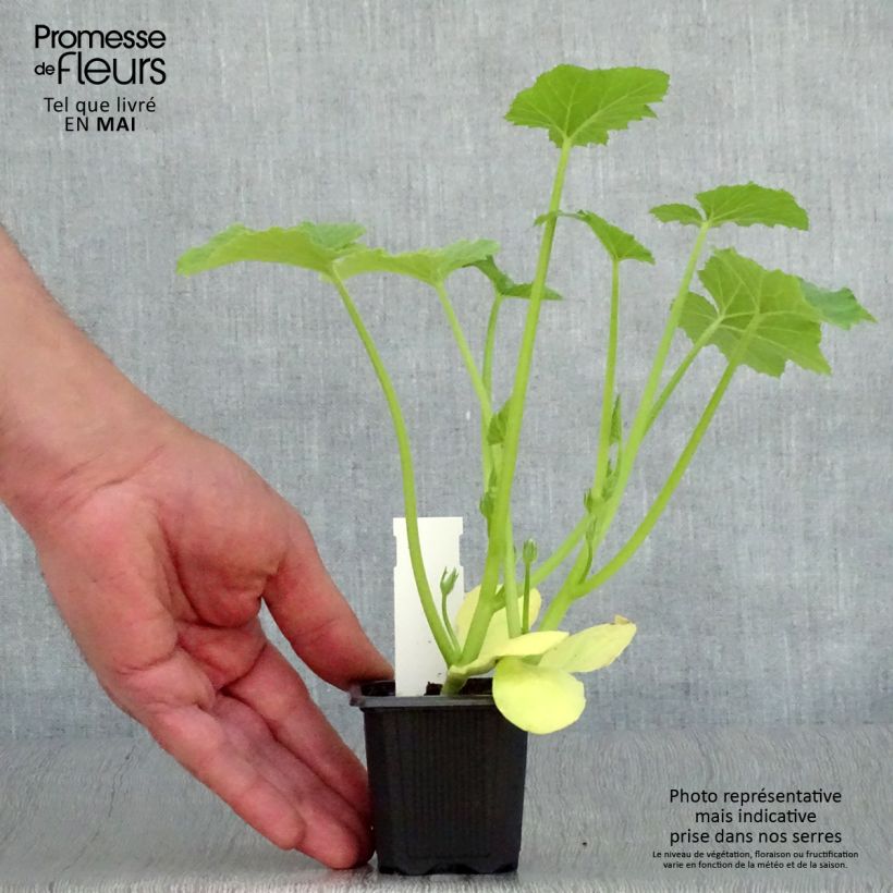 Zucchini Tarmino F1 plants - Cucurbita pepo sample as delivered in spring