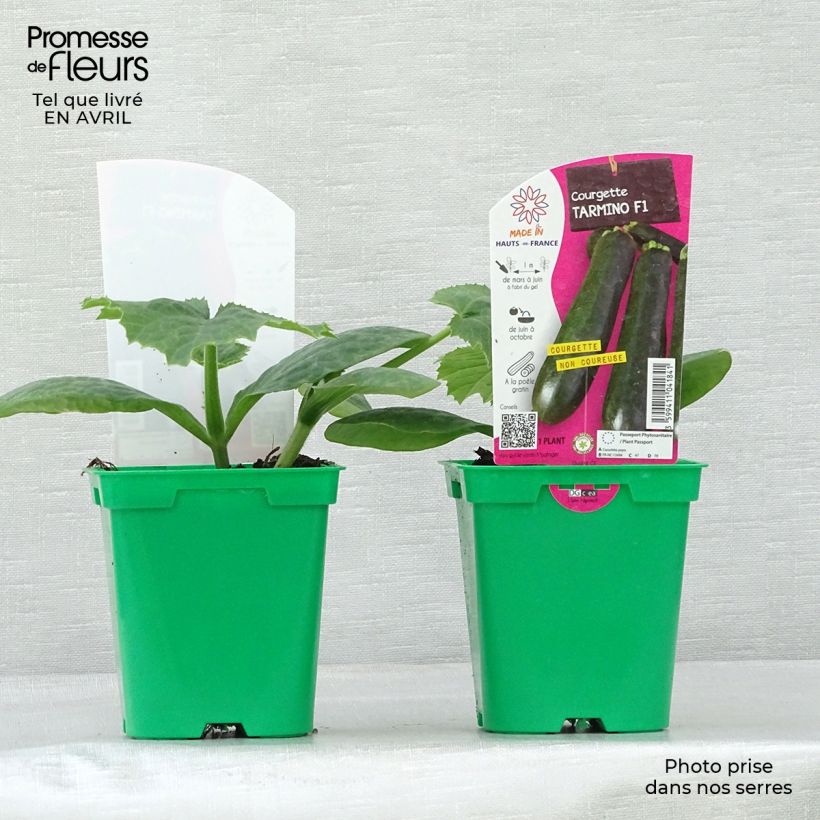 Zucchini Tarmino F1 plants - Cucurbita pepo 10cm/11cm pot sample as delivered in spring