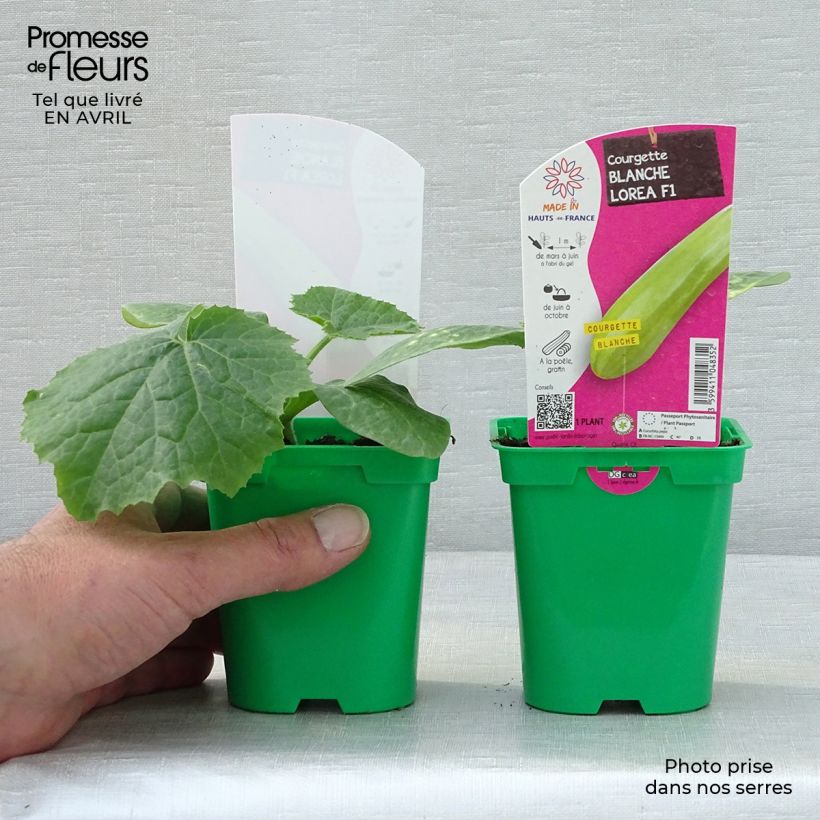 White Zucchini Lorea F1 plants - Cucurbita pepo 10cm/11cm pot sample as delivered in spring