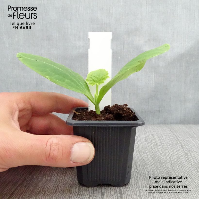 Zucchini Orelia F1 Plants - Cucurbita pepo 7/8 cm pot sample as delivered in spring