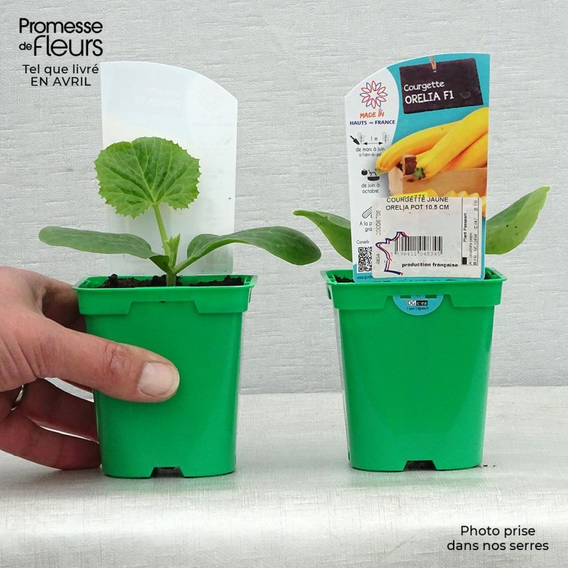 Zucchini Orelia F1 Plants - Cucurbita pepo 10cm/11cm pot sample as delivered in spring