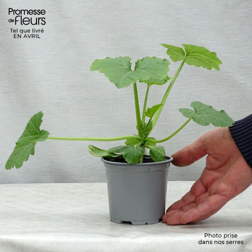 Zucchini Sebring F1 plants - Cucurbita pepo 8/9 cm pot sample as delivered in spring