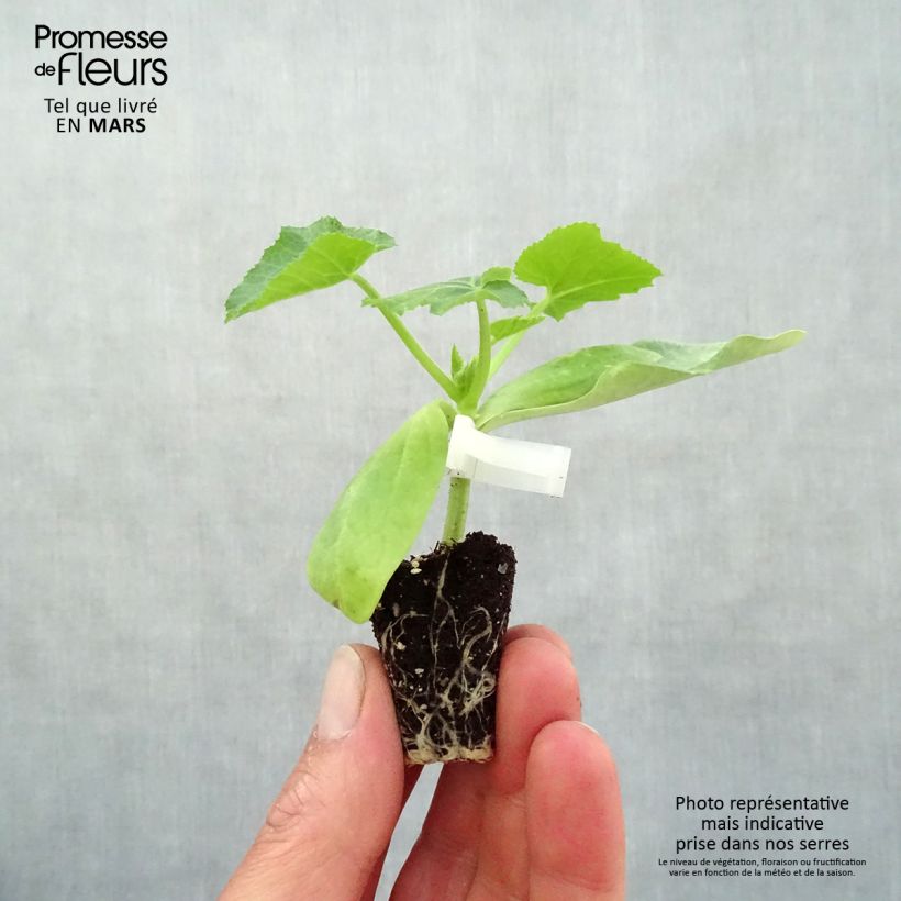 Zucchini Sebring F1 plants - Cucurbita pepo Plug plant 3/4cm sample as delivered in spring