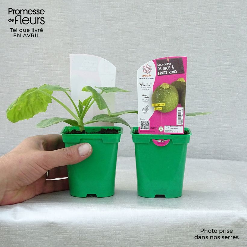 Zucchini Ronde de Nice F1 plants - Cucurbita pepo sample as delivered in spring