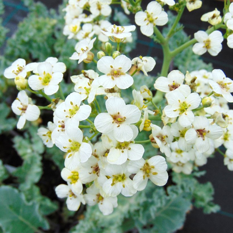 Crambe maritima - Sea Kale (Flowering)