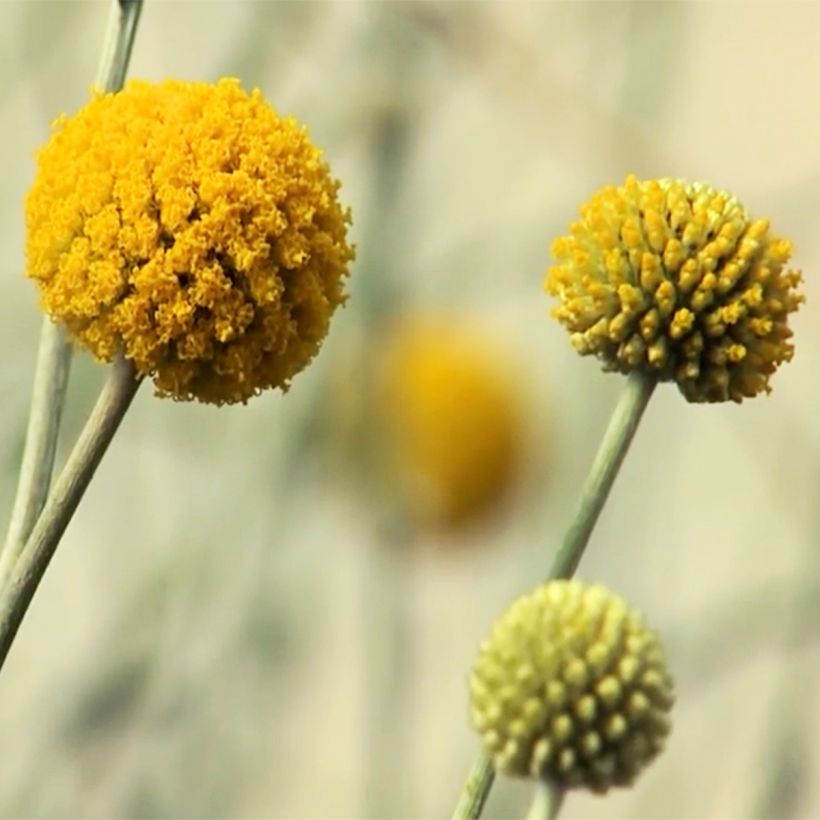 Craspedia globosa  (Flowering)