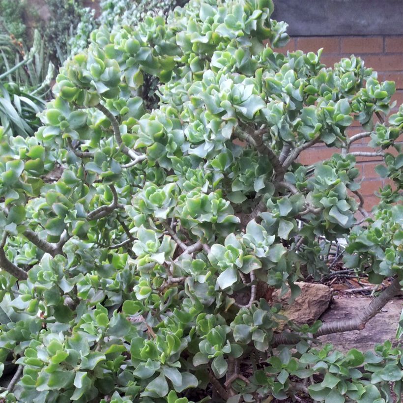 Crassula arborescens Curly Grey (Plant habit)