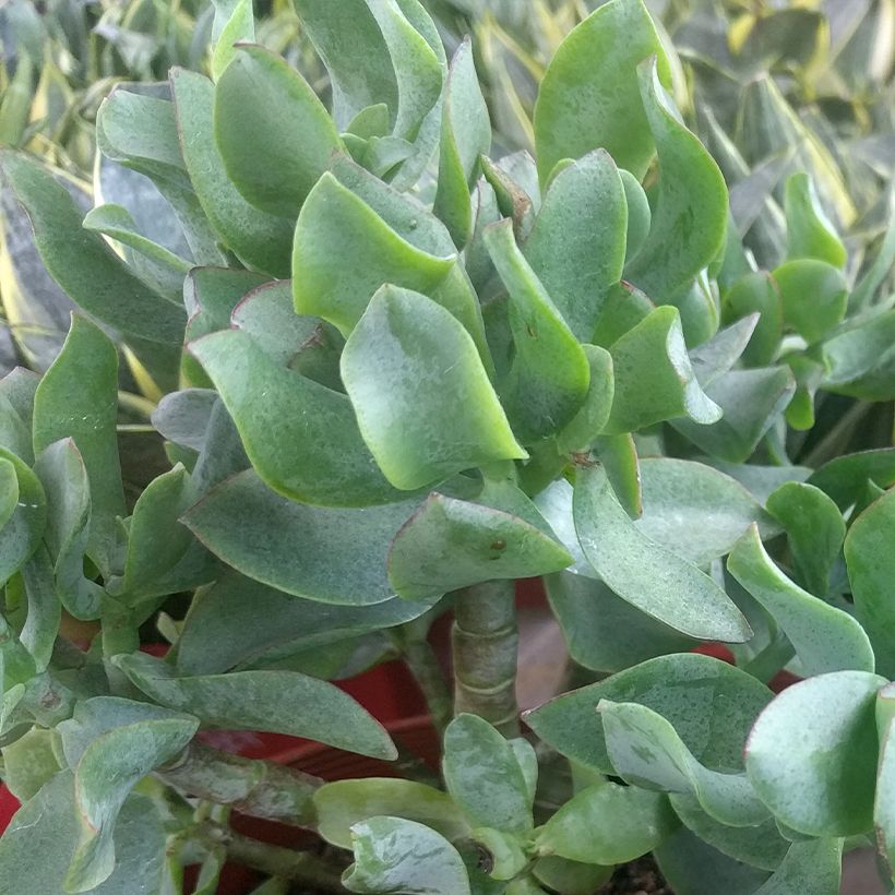 Crassula arborescens Curly Grey (Foliage)