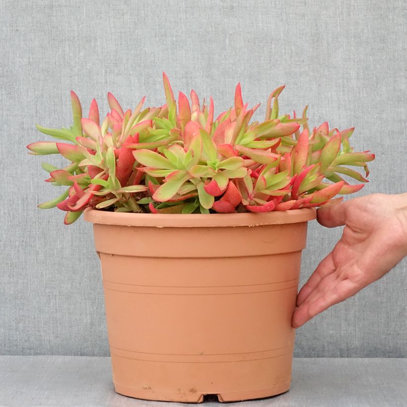 Crassula capitella 7.5L/10L pot sample as delivered in spring