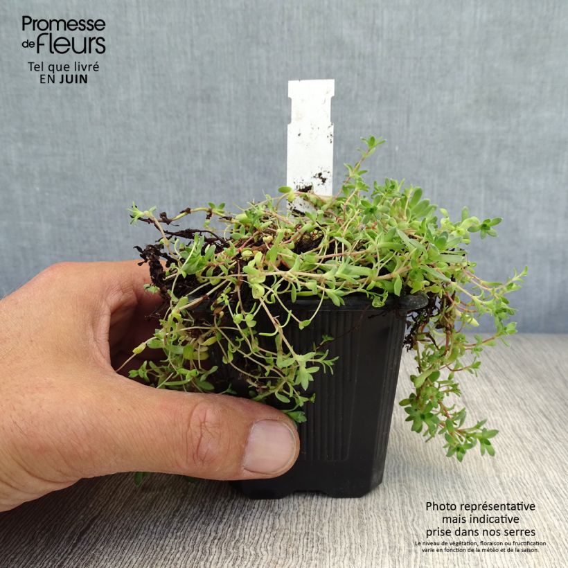 Crassula exilis subsp. sedifolia 8/9 cm pot sample as delivered in summer