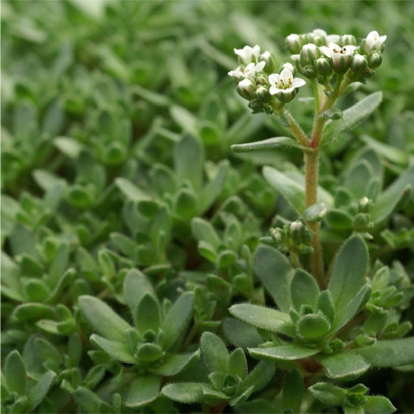 Crassula exilis subsp. sedifolia (Foliage)