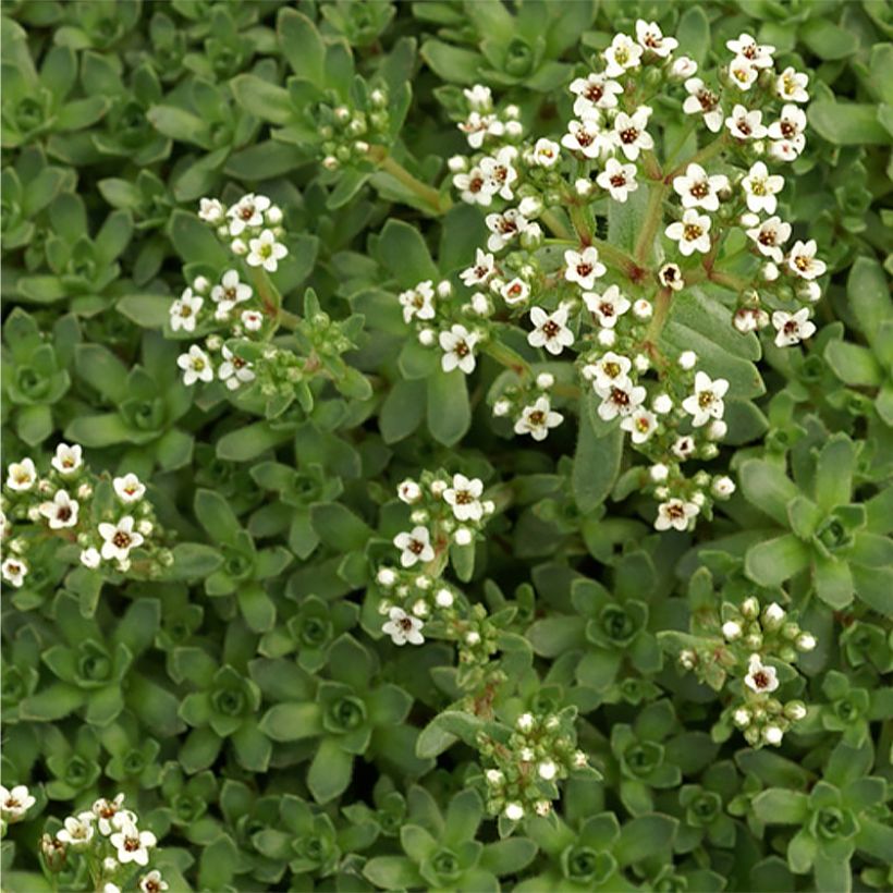 Crassula exilis subsp. sedifolia (Flowering)