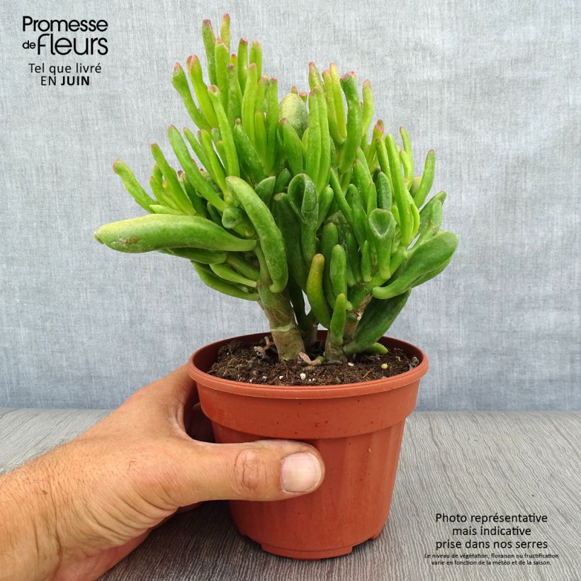Crassula ovata Hobbit 12cm pot sample as delivered in summer