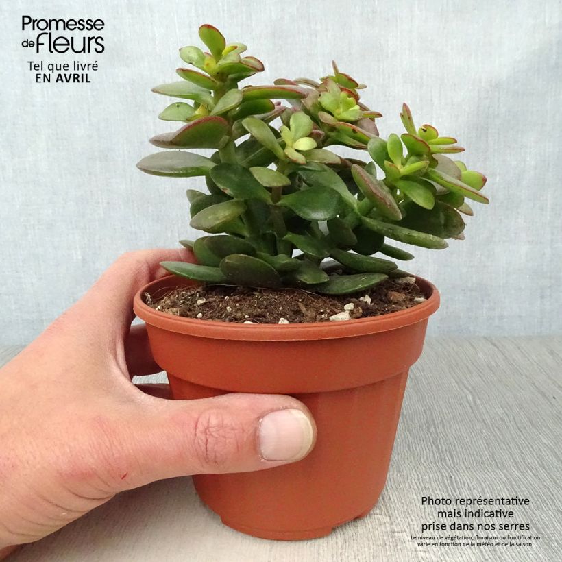 Crassula ovata Minor sample as delivered in spring