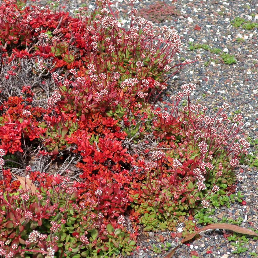 Crassula radicans Small Red (Plant habit)