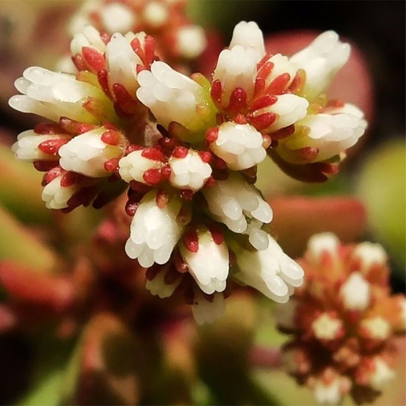 Crassula radicans Small Red (Flowering)