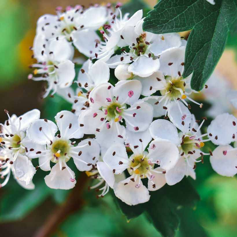 Crataegus azarolus - Hawthorn (Flowering)