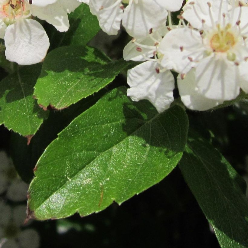 Crataegus grignonensis - Hawthorn (Foliage)