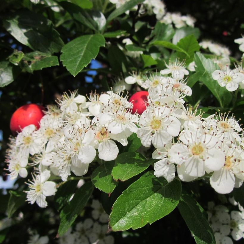 Crataegus grignonensis - Hawthorn (Flowering)