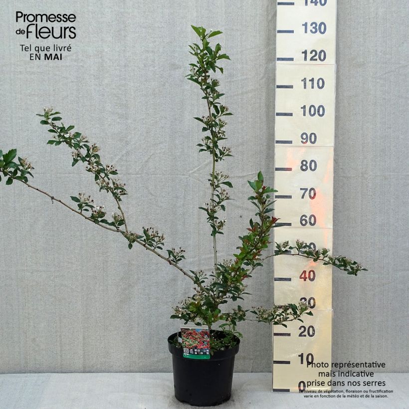 Crataegus grignonensis - Hawthorn sample as delivered in spring