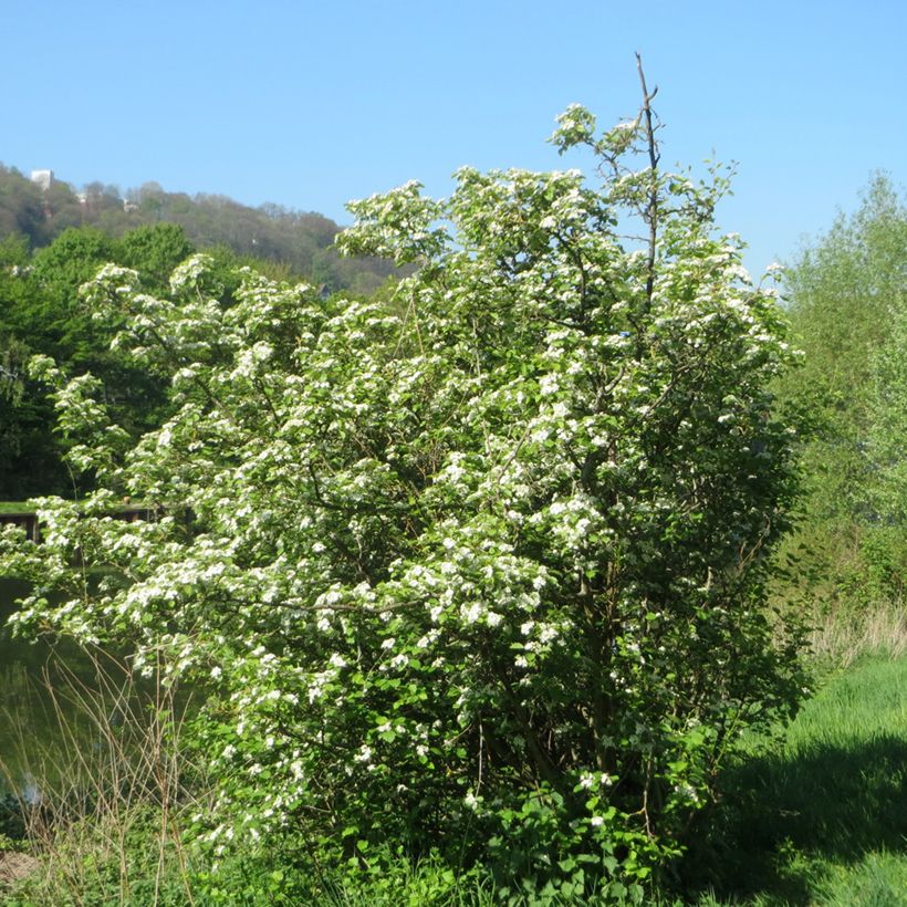 Crataegus laevigata - Hawthorn (Plant habit)