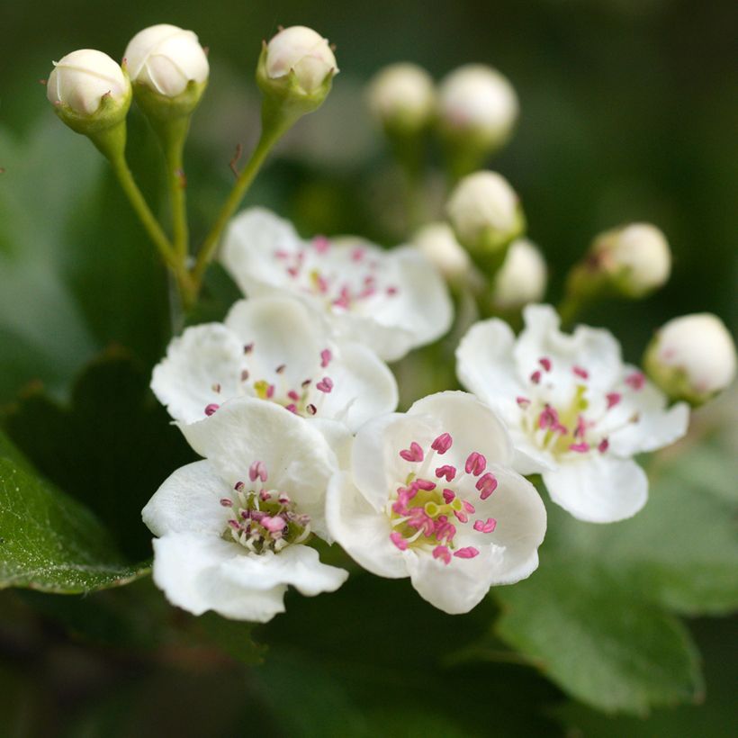 Crataegus laevigata - Hawthorn (Flowering)